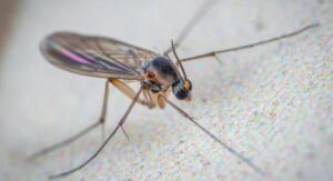 How to Get Rid of Gnats and Prevent Them From Coming Back